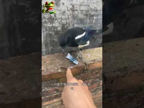 Güven problemimiz var #funny #funnuanimals #keşfet #money