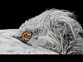Crocodiles and Birds Sleep Patterns