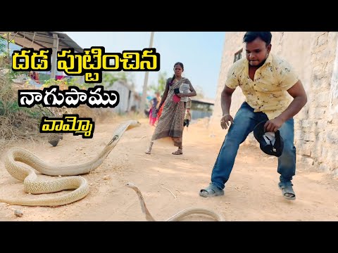 Indian spectacled venomous bigsize cobra snake  rescue H khairawadi lo {9966333589 WhatsApp