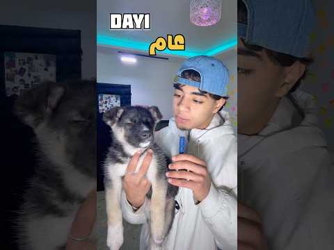 المهمة لازم نكبر الكلب في عام🔥ولازم نفوتو ام وليد🥲الكلب (هاسكي&مالينوار)🔥❤️