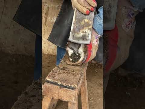 Blood blisters, hoof heart disease丨ASMR丨Donkey hoof cutting sound