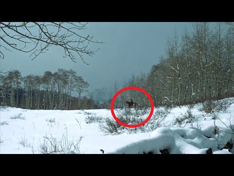 Эта история потрясла мир. Вот что обнаружили учёные в Чернобыльском лесу!