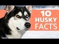 Husky Breed Knowledge Assessment