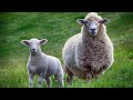 Understanding Sheep and Lamb Characteristics