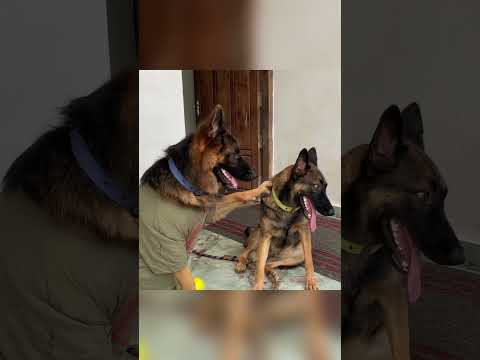 ലിയോകുട്ടന്റെ വക happy birthday ലെയ്ക്കകുട്ടിക്ക് 😂 #dogfunny #dog #chottu