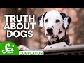 Understanding Dog Behavior and Health