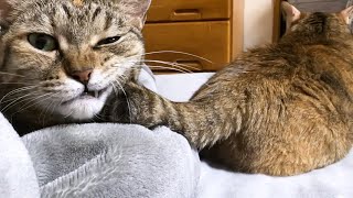 【猫と過ごす夜のひと時】飼い主の遊び心に言いたげな目で訴える猫が可愛すぎました