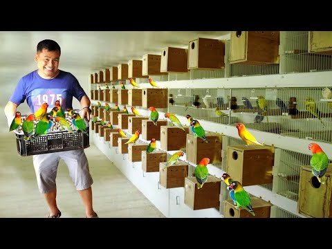 My 100 Pairs of African Lovebird Breeders -  Discover my DIY HANDFEED formula for baby birds!