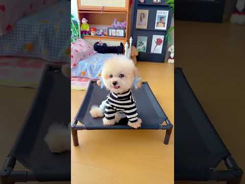 #adorably #cuteanimal #puppy #adoreble #cutepuppy #doglife #goldenretreivers #cutepet##adorably#cute