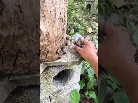 #beehabitat #honeybee #honey #bee #beekeeper #insects #beehive #nature #naturebee#wildlife #waspnest