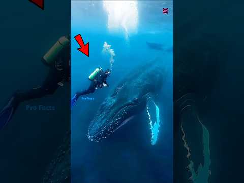 How Do Whales Sleep Underwater? #facts #shorts