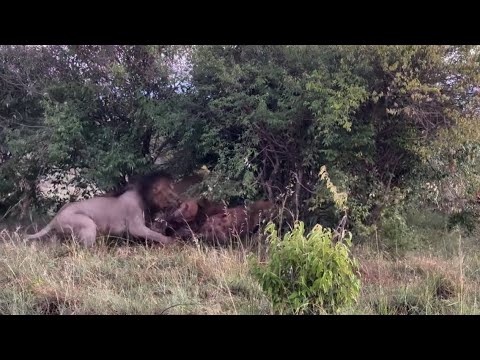 male lion attacking the hyenas eating carcass video