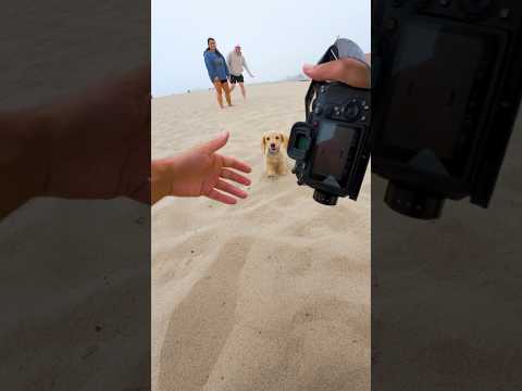 Can I take a photo of your dog? #doglover #dog #dogphotography