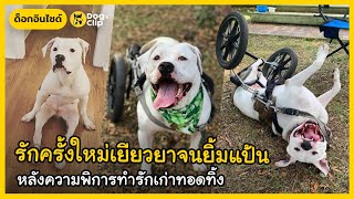 พิตบูลถูกทอดทิ้งเพราะพิการ แต่ไม่สิ้นหวังอดทนสู้ จนพบรักแท้ก่อนมีชีวิตใหม่สุขเกินฝัน | Dog's Clip