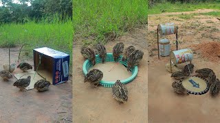 Amazing Creative Quail Trap Unique Technique Using Cardboard Box