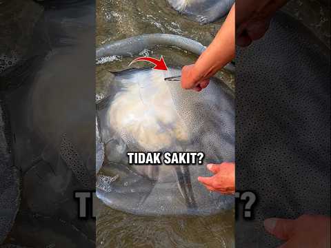 APAKAH UBUR UBUR MERASAKAN SAKIT SAAT KULIT MEREKA DIKIKIS SAMPAI HABIS #shorts