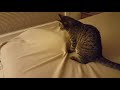 Understanding Gato's Behavior