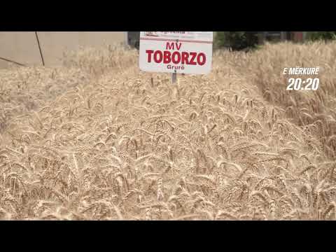 Promo - Toka - Sivjet hambarët plot
