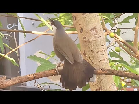 Burung Poksay Sangkar Alam