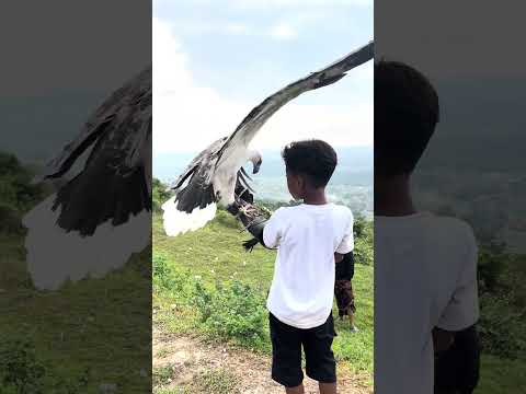 Little Heroes Calling the Angry Eagle #explore #nature #wildlife