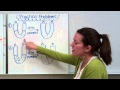 Exploring Cell Transport Mechanisms