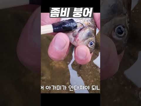 붕어를 좀비로 만드는 기생충