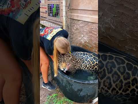 Jaguar Bath Time