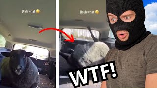 Rating Your Most Awful Discord Car Memes