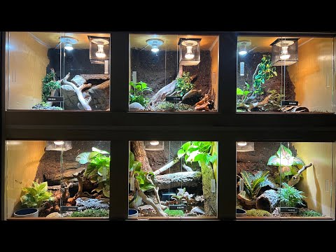 The Start Of The Coolest Home Reptile Display!