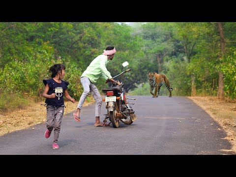 Tiger attack children in forest | Royal bengal tiger attack in jungle ! Tiger attack stories