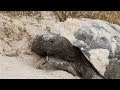 Gopher Tortoise Conservation Awareness