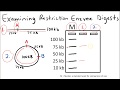 Gel Electrophoresis and DNA Analysis