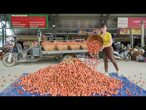 Use 3-Wheeled Truck To Harvesting A Lot Of Red Rambai Fruit Goes To Sell At Village Market