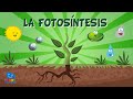 Conceptos Clave de Fotosíntesis