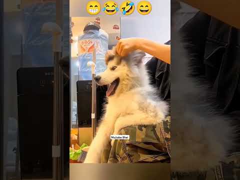 dog funny videos 😂😁#cat #doglover #dog #pets #animals #funny #pets #animalshorts #shorts #dogshorts