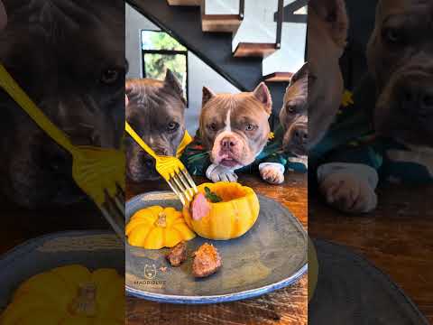 Almôndegas de Carne com Molho de Tomate na Moranga Baby 🐾🤩