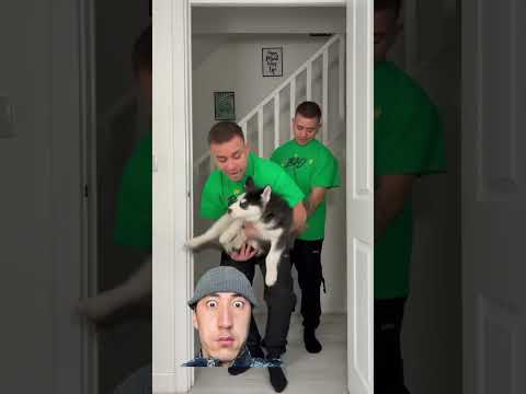 Outsiders have a different game. #comedy #funny #animals #shortvideo