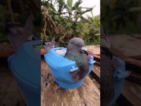 kalapatai treatment #pigeon #birds #shorts