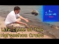Horseshoe Crab Life Cycle