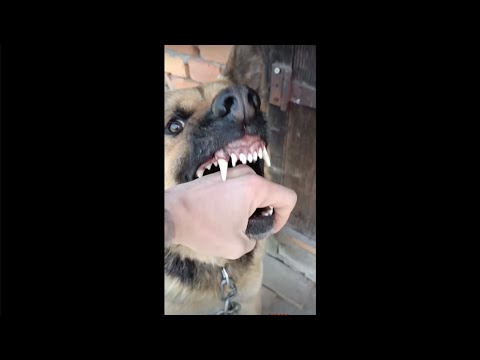 كلب مسعور 😱يعض صاحبه. A rabid dog bites his owner.