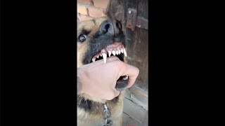 كلب مسعور 😱يعض صاحبه. A rabid dog bites his owner.
