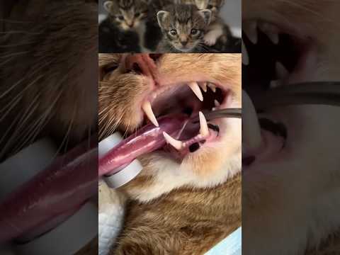 #cat care video #shortvideo