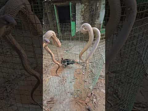 मुर्गी के फार्म में घुस गया दो जहरीला सांप#reelviralシ #villagerlifestyle #youtubeshorts #sortviral