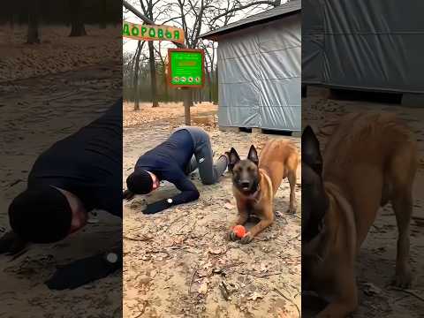 🥰Fun 🐕dog💯 training#malinois #becgie#germanshepherd #doglove #pets #dog #dogtraining