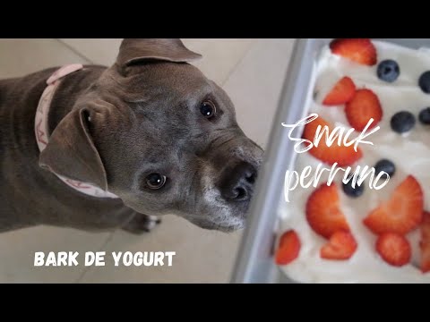 El snack casero mas RÁPIDO Y SALUDABLE para tu perrito / solo 3 ingredientes
