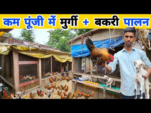 1000 देसी मुर्गी और बकरी से 40 हजार कमाई | Integrated goat and Desi poultry farm