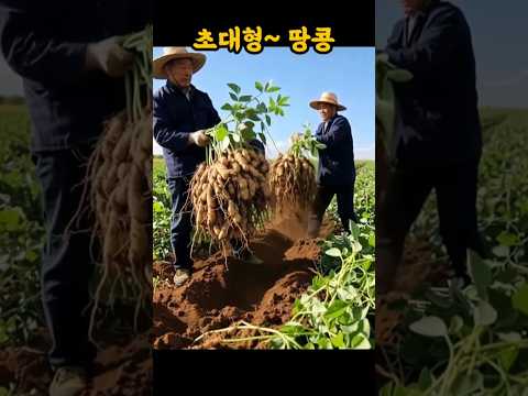 땅콩 크기 좀 보소~대박!!#땅콩#왕땅콩#shorts
