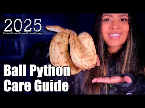 Ball Python Care Guide 2025