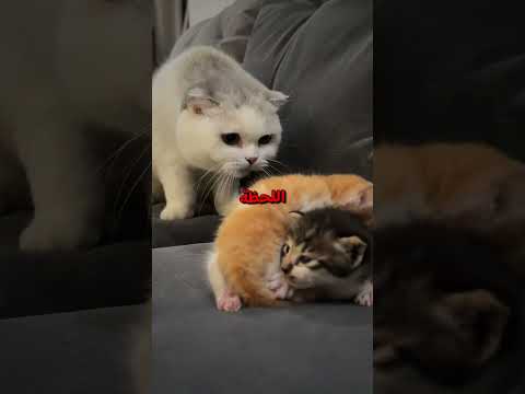 أجمل رجل على الإطلاق