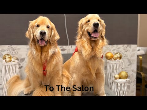 Goldens Go To The Salon To Get Their Grinch Paws Trimmed